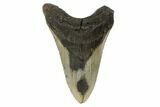 Fossil Megalodon Tooth - North Carolina #188232-1
